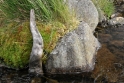 Driftwood Scotland 9